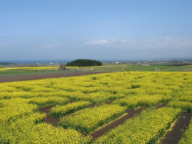 横浜町 菜の花畑