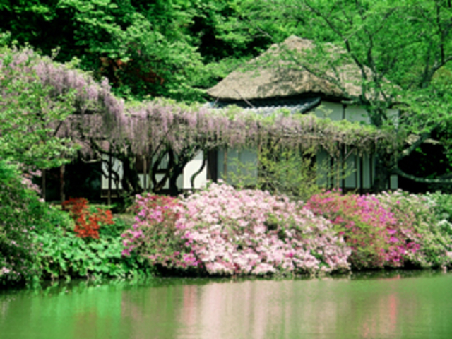 御船山楽園の藤