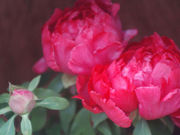 しろさんのつくば牡丹園 Peony Garden Tokyo in Tsukubaの投稿写真1