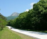 スエスエさんの大山並木松の投稿写真1