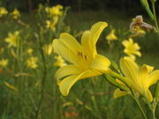 ぽんぽこさんの樫原湿原の投稿写真1