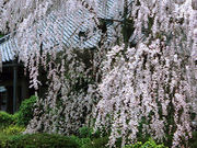 しんちゃんさんの大野寺の枝垂桜の投稿写真1
