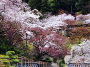しんちゃんさんの長谷寺の桜の投稿写真1
