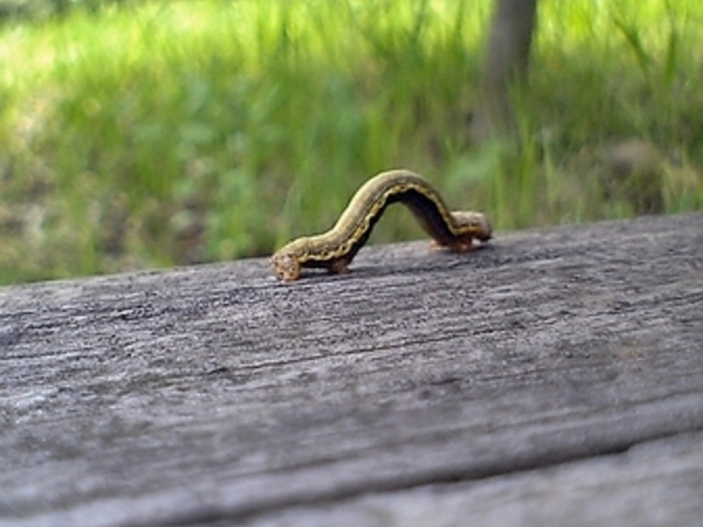 中央公園