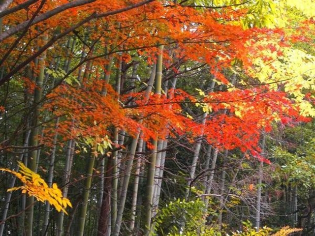 嵐山−高雄パークウェイ