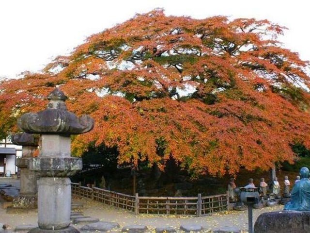 アンタライさんさんの札所八番 西善寺のコミネカエデの投稿写真1