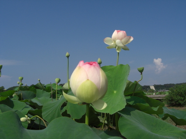 てんてんさんの唐比湿地公園・唐比ハス園の投稿写真1