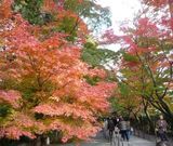 リリカさんの光明寺のもみじの投稿写真1