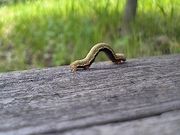 がぼすけさんの中央公園の投稿写真1