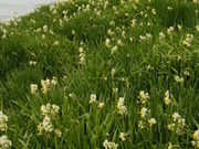 hasep2005さんの沼島の投稿写真1