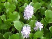 トコさんの正円池のホテイアオイの投稿写真1