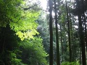 よっちんさんの中国自然歩道石見銀山街道コースの投稿写真1