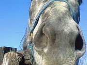 はるさんの競走馬の放牧の投稿写真1