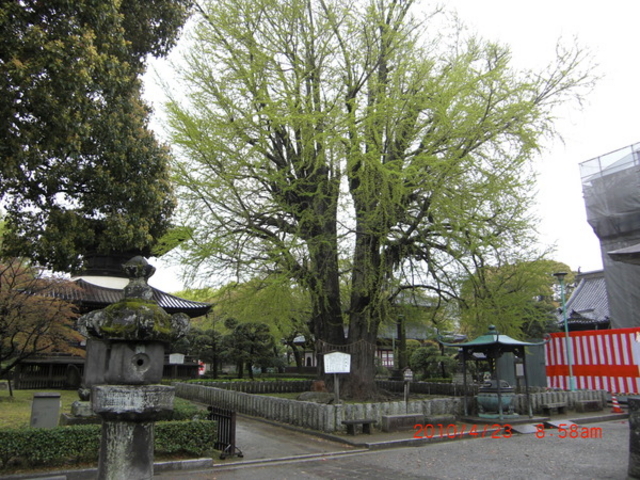 鑁阿寺の大いちょう