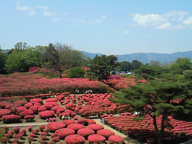 小室山公園のつつじ