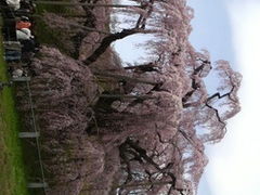 三春滝桜の写真1