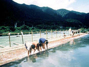 山爺さんの川口やな(岐阜県揖斐川町)の投稿写真1