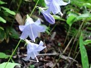 megさんの八千穂高原自然園の投稿写真1