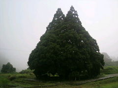 ラリマーさんの小杉の大杉(トトロの木)への投稿写真1