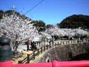 cherryさんの粉河寺の投稿写真1