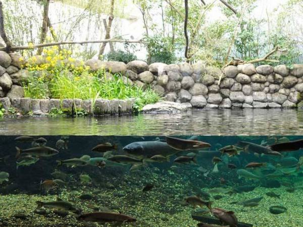 世界淡水魚園水族館 アクア・トト ぎふ