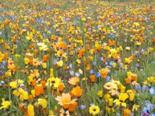 田んぼをつかった花畑