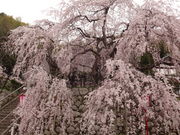 しどーさんの吉田のしだれ桜の投稿写真1
