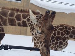 ゆきなさんの旭山動物園への投稿写真1