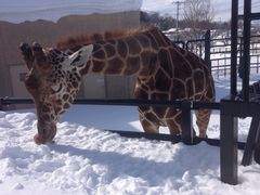 きょんこさんの旭山動物園への投稿写真1