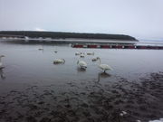 かぐら303さんの十三湖岸公園の投稿写真1