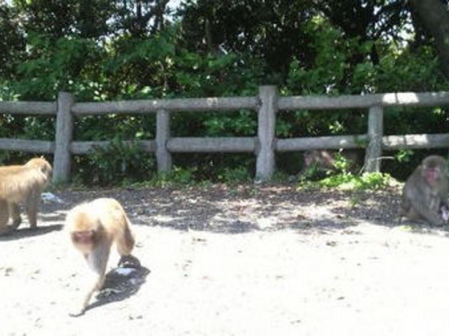 大堂お猿公園
