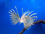 伽羅さんのあわしまマリンパークの投稿写真1