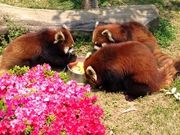 まゆさんの西山公園のツツジの投稿写真1