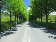 aurinkoさんのメタセコイア並木の投稿写真1