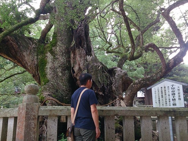 パワースポット 樹齢2600年の楠_大山祇神社(愛媛県今治市)