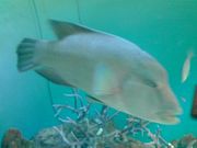 やよいさんの男鹿水族館GAOの投稿写真1