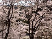 あけちゃんさんの半田山植物園の桜・バラの投稿写真1