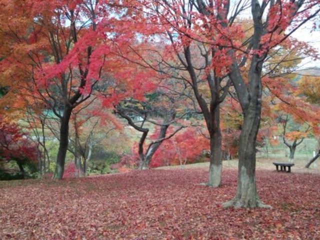 モミジの絨毯_出早公園