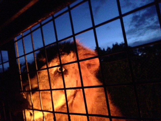 夜のライオン_九州自然動物公園アフリカンサファリ