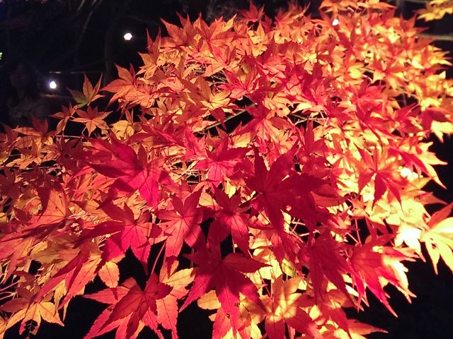 ライトアップされた紅葉が輝いていました_修善寺虹の郷