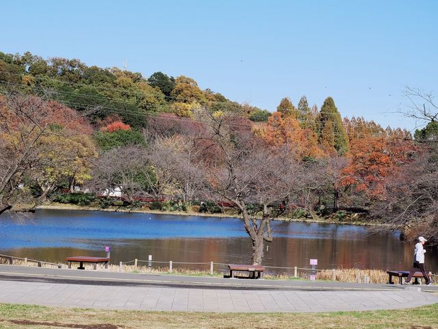 秋の終わり
やっと紅葉が始まる_三ツ池公園