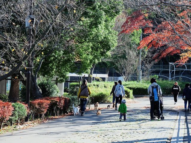 秋の終わり
やっと紅葉シーズン_三ツ池公園