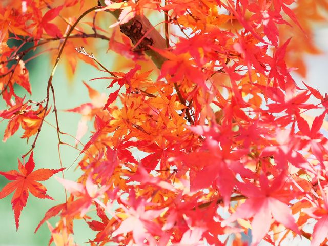 池に紅葉を映してみる_三ツ池公園