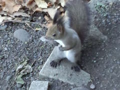 単身赴任さんの北海道神宮の投稿写真2