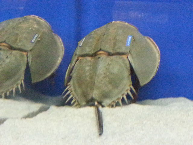 カブトガニ博物館