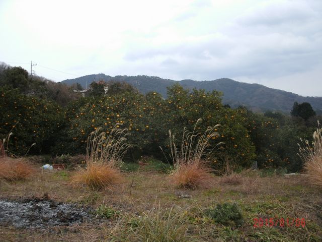 菊間農園みかん狩り_秋のみかん狩り