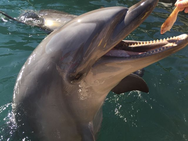 クジラやイルカと触れ合う場面があり子どもも喜んでいました。_太地町立くじらの博物館