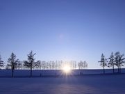 クッシーさんのマイルドセブンの丘の投稿写真1