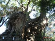 のりたま山さんの来宮神社の大楠の投稿写真1