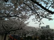 sunさんの日暮里南公園の投稿写真1